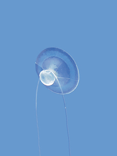 Suction Cup F8028 Suction Cup F8028