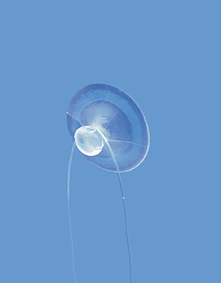 Suction Cup F8028 Suction Cup F8028